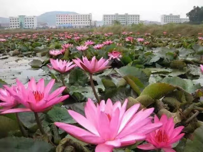 睡莲种植案例 